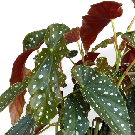ベゴニア　ホクトシチセイ（北斗七星）　Begonia  ”Hokutoshichisei”