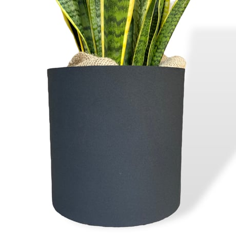 サンスベリア　ローレンティー　Sansevieria ”Laurentii”