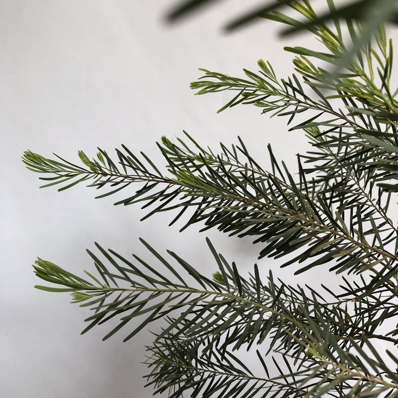 アカシア スノーウィリバー | C STORE C