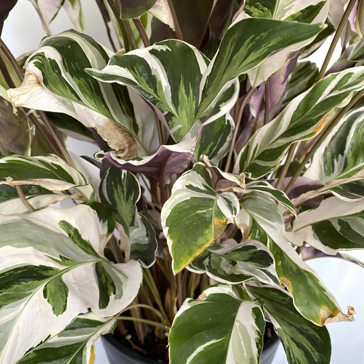 カラテア ホワイトフュージョン | C STORE C