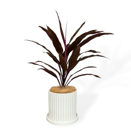 コルジリネ　アイチアカ　Cordyline terminalis ”Aichiaka”