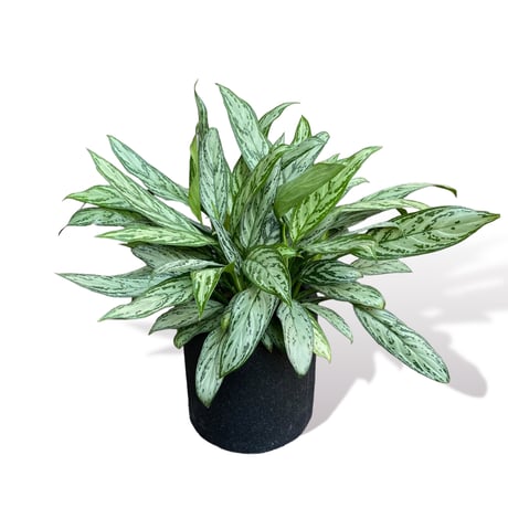 アグラオネマ シルバークイーン　POT付　　Aglaonema "Silver Queen"