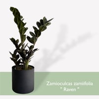 ザミオクルカス　レイヴン　POT付　Zamioculcas zamiifolia　”Raven"