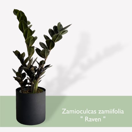 ザミオクルカス　レイヴン　POT付　Zamioculcas zamiifolia　”Raven"