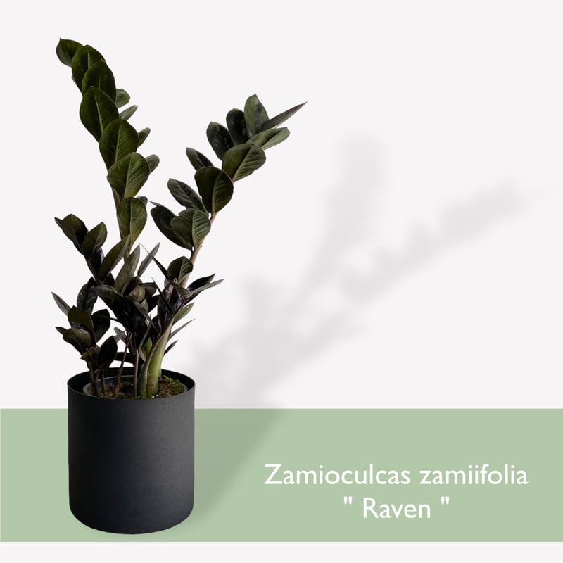 ザミオクルカス レイヴン POT付 Zamioculcas zamiifolia ”Raven