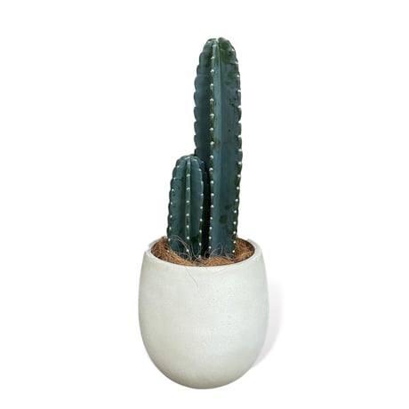 柱サボテン　鬼面角　Cereus"Repandus"