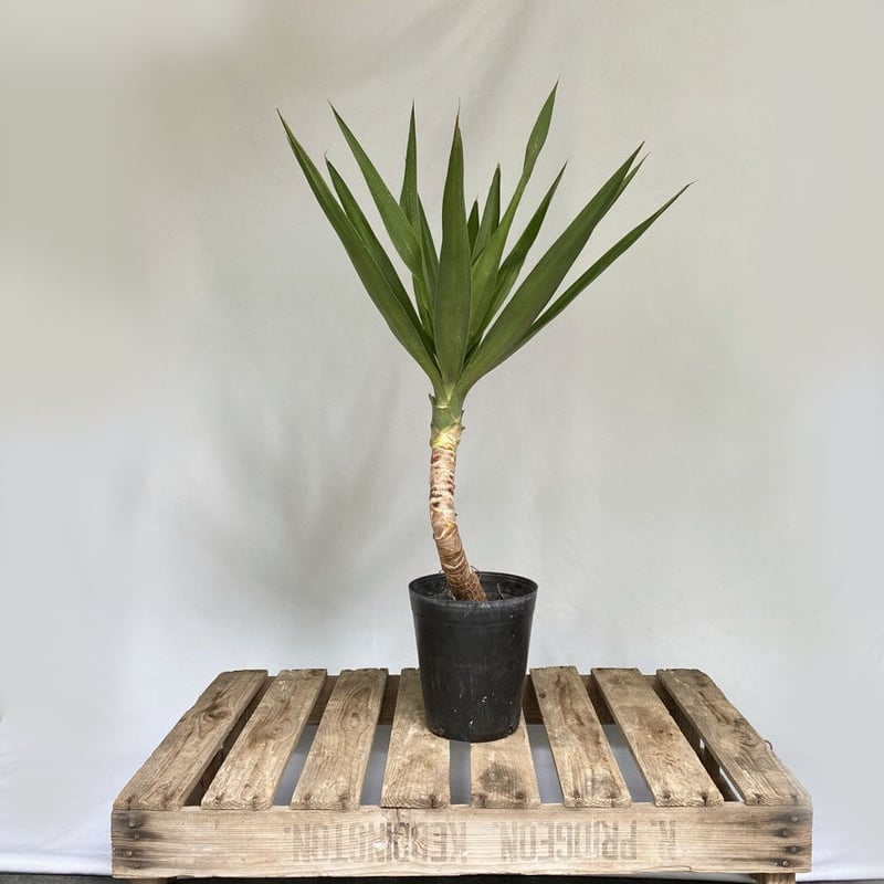 ユッカ エレファンティペス 曲がり | C STORE C