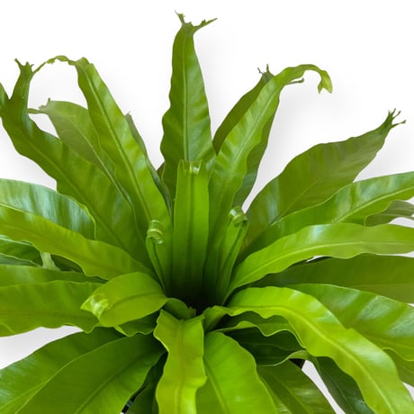 アスプレニウム　ニダス　クリーシー　Asplenium crissie