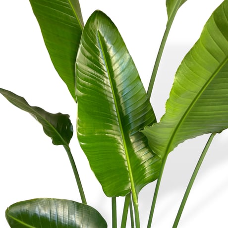 【お届け地域限定】オーガスタ　Strelitzia ”Nicorai”