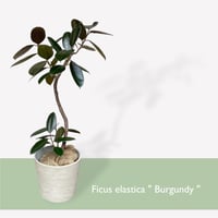 フィカス　バーガンディー　Ficus elastica ”Burgundy”