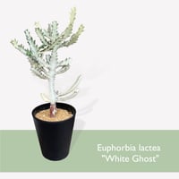 ユーフォルビア　ホワイトゴースト　　Euphorbia lactea "White Ghost"