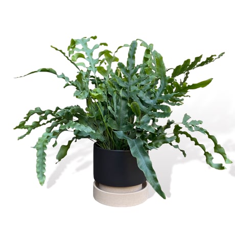 フレポディウム　オーレム　ブルースター　POT付　　Phlebodium aureum  "Blue Star"