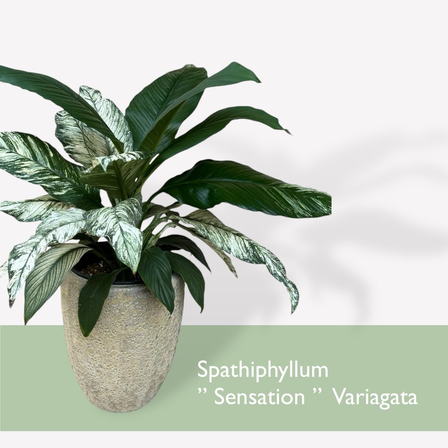 670a3dbee843870cd37ddab7