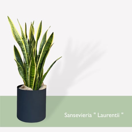 サンスベリア　ローレンティー　Sansevieria ”Laurentii”