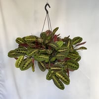 マランタ　レウコネウラ　ファッシネーター