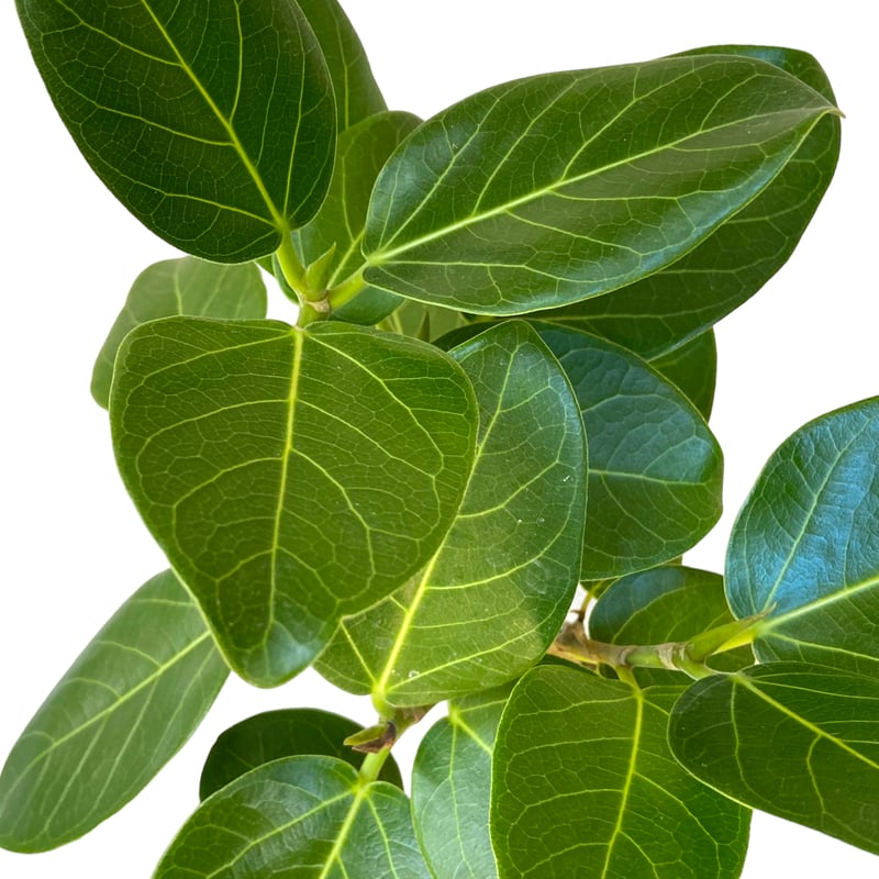 フィカス ベンガレンシス Ficus 
