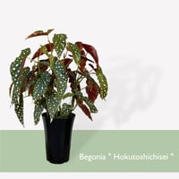 ザミオクルカス ザミーフォリア Zamioculcas zamiifolia | C STORE C