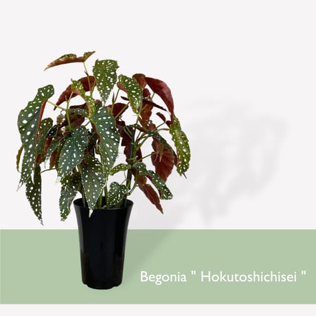 ベゴニア　ホクトシチセイ（北斗七星）　Begonia  ”Hokutoshichisei”