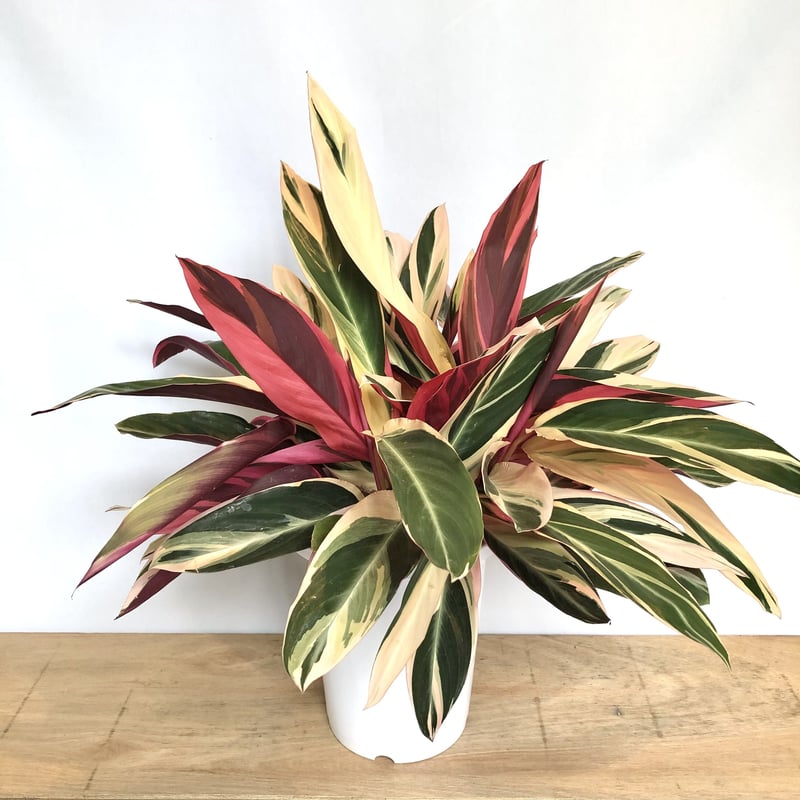 【美苗】激レア　ストロマンテ　トリオスター　斑入り　ゴマ斑　　抜き苗 ストロマンテ トリオスター○珍しい葉色 観葉植物 南アメリカ