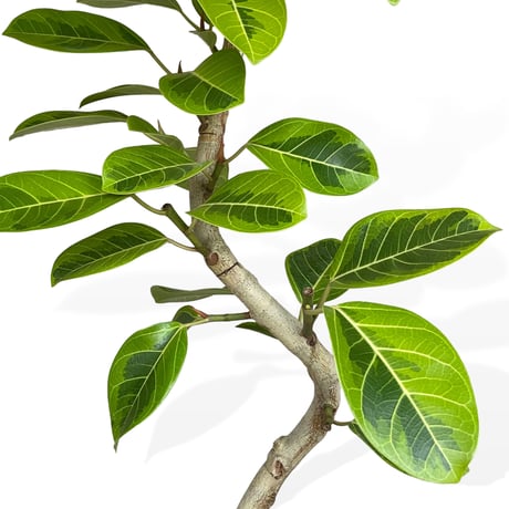 【お届け可能地域】フィカス アルテシマ　Ficus ”Altissima"