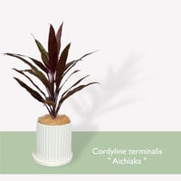 コルジリネ　アイチアカ　Cordyline terminalis ”Aichiaka”