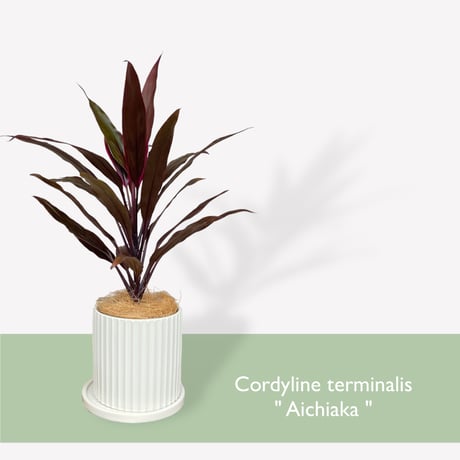 コルジリネ　アイチアカ　Cordyline terminalis ”Aichiaka”