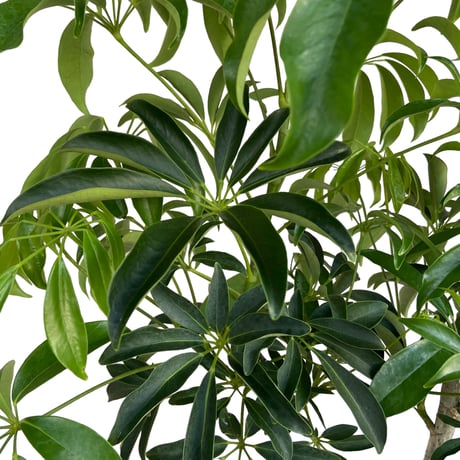 【お届け地域限定】シェフレラ　コンパクタ　Schefflera arboricola Compacta