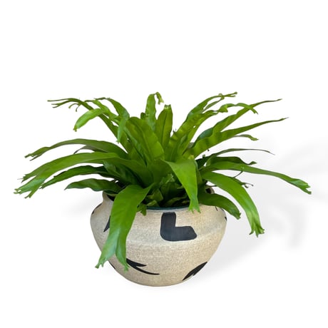 アスプレニウム　ニダス　クリーシー　Asplenium crissie