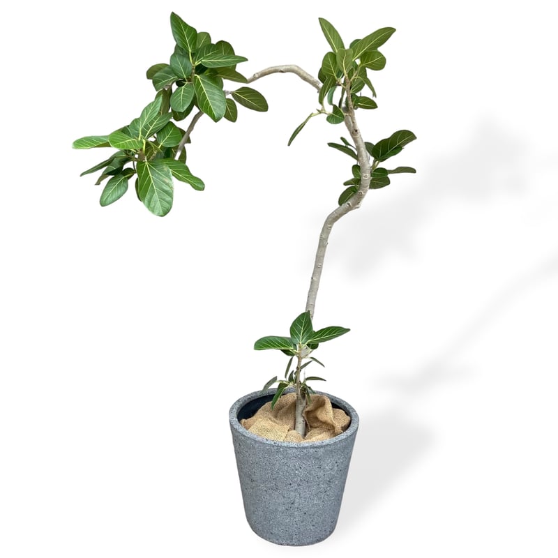 お届け地域限定】フィカス ベンガレンシス Ficus ”Benghalensis” | C