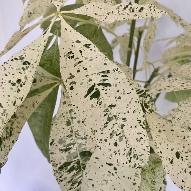 パキラ ミルキーウェイ | C STORE C