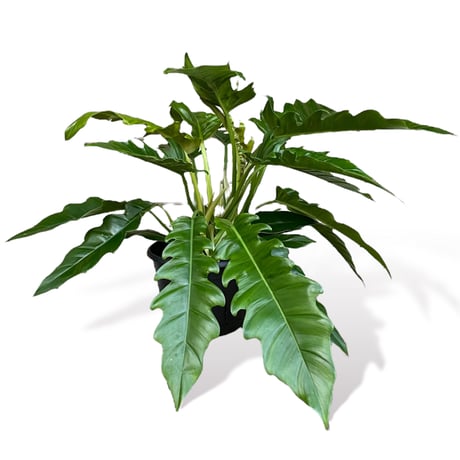フィロデンドロン　ナロー　 Philodendron "Narrow"