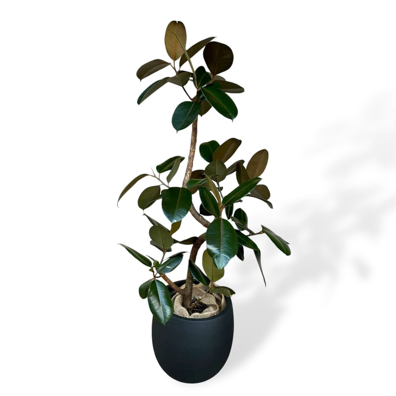 引き取り限定！フィカス 約2m 大型観葉植物 フィカスバーガンディー