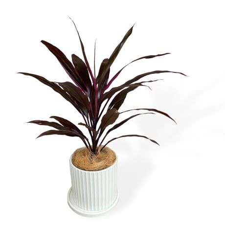 コルジリネ　アイチアカ　Cordyline terminalis ”Aichiaka”