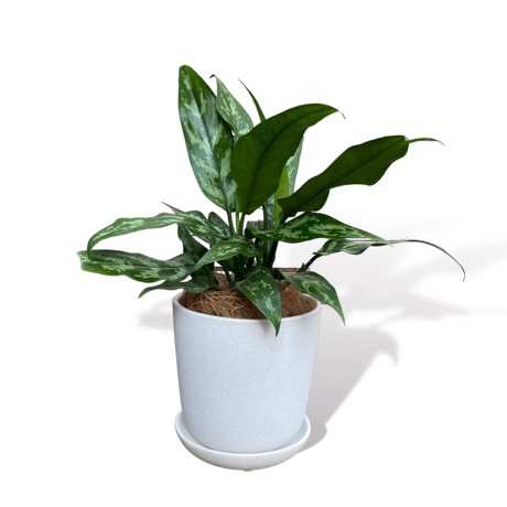 アグラオネマ　マリア　POT付　　Aglaonema"Maria"