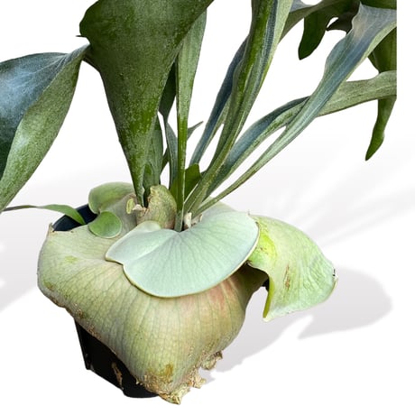 プラティセリウム　ネザーランド　　Platycerium "Netherlands"
