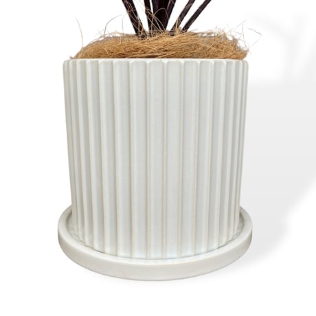 コルジリネ　アイチアカ　Cordyline terminalis ”Aichiaka”
