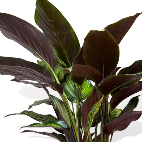 カラテア　ビューティースター　Calathea　"Beauty Star"