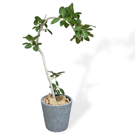 【お届け地域限定】フィカス　ベンガレンシス　 Ficus ”Benghalensis”