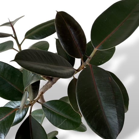 フィカス　バーガンディー　Ficus elastica ”Burgundy”