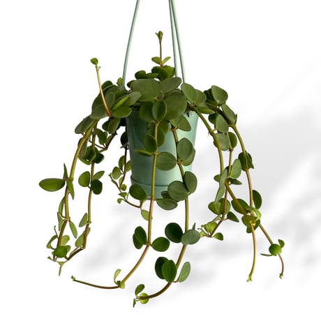 ペペロミア　ホープ　Peperomia obtusifolia "Hope"