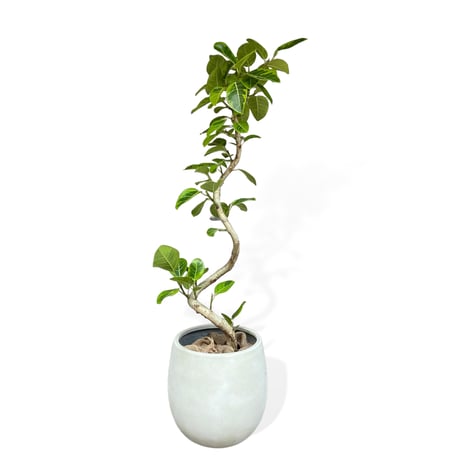 【お届け可能地域】フィカス アルテシマ　Ficus ”Altissima"
