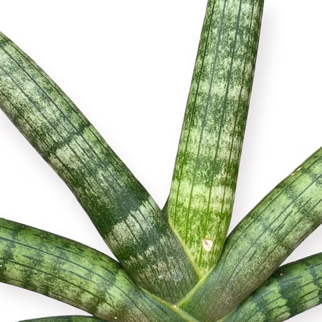 サンスベリア　ボンセレンシス　Sansevieria ”Boncellensis”