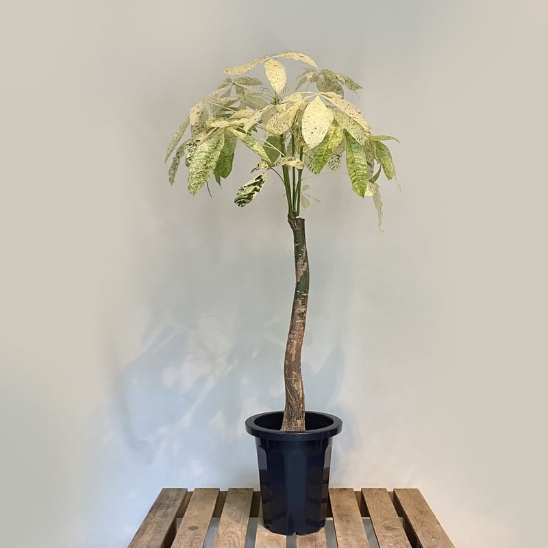 パキラ ミルキーウェイ | C STORE C