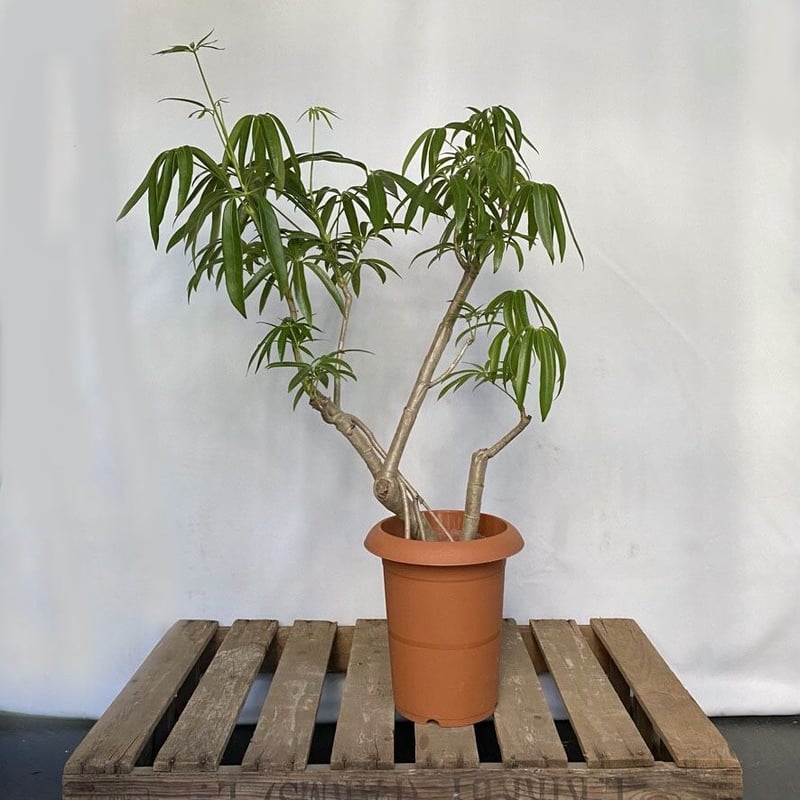 シェフレラ アンガスティフォリア | C STORE C