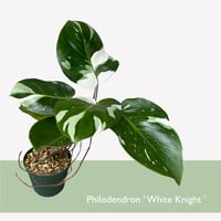 フィロデンドロン　ホワイトナイト　Philodendron White knight