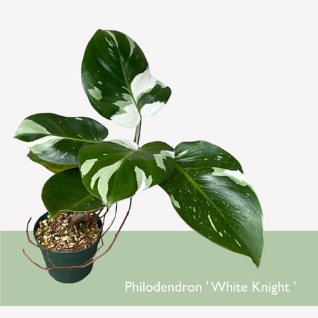 フィロデンドロン　ホワイトナイト　Philodendron White knight