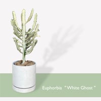 【お届け地域限定】ユーフォルビア　ホワイトゴースト　　Euphorbia lactea "White Ghost"