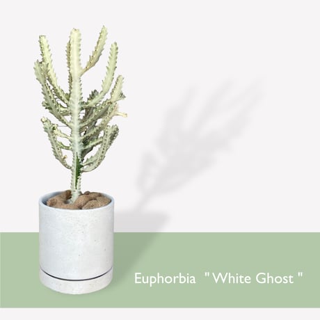 【お届け地域限定】ユーフォルビア　ホワイトゴースト　　Euphorbia lactea "White Ghost"
