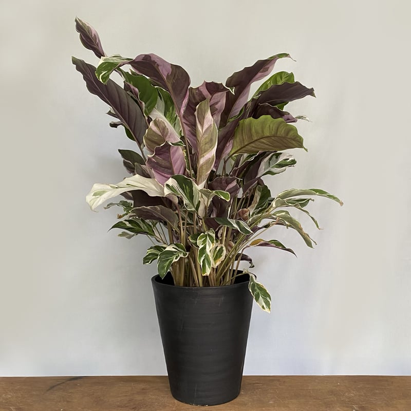 カラテア ホワイトフュージョン カラテア：ホワイトフュージョン 3.5号ポット の通販 | 園芸ネット