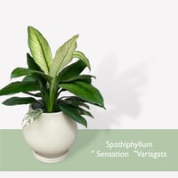 スパティフィラム　センセーション　バリエガータ　Spathiphyllum ”Sensation” Variagata